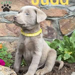 Judd, Silver Labrador Retriever Puppy